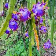 Lavender Pitaya fruit seeds for planting - Heirloom & Non-GMO garden seeds, exotic superfood variety