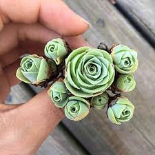 Heirloom Succulent Rose Flower Seeds for Planting - Non-GMO, Cottage Garden Essential Organic Garden Seeds