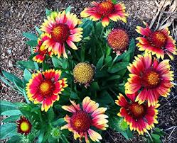 Heirloom Gaillardia Tokajer Flower Seeds for Planting – Non-GMO, High Germination Organic Garden Seeds