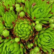 Green Sempervivum Flower Seeds for Planting Heirloom Non-GMO High Germination Organic Garden Seeds