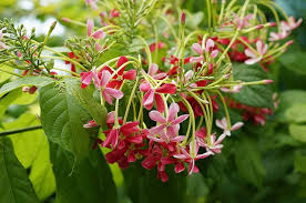 Honeysuckle Flower Seeds for Planting – Premium Quality, Heirloom, Non-GMO, Organic Garden Seeds