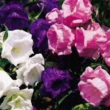 Heirloom Canterbury Flower Seeds for Planting – Easy to Grow, Non-GMO, High Germination Organic Garden Seeds