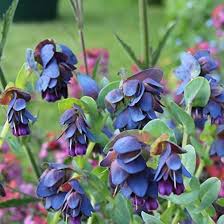 Blue Shrimp Flower Seeds for Planting – Heirloom, Non-GMO, High Germination Organic Garden Seeds