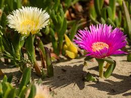 Carpobrotus Flower Seeds for Planting – Heirloom, Non-GMO, High Germination, Organic Garden Seeds