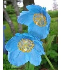 Meconopsis Betonicifolia Flower Seeds for Planting – Heirloom, Non-GMO, Pollinator Friendly Organic Garden Seeds