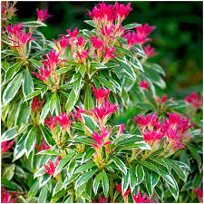 Pieris Japonica Flower Seeds for Planting - Heirloom, Non-GMO, High Germination Organic Garden Seeds