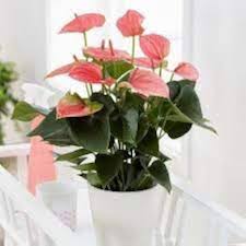 Baby Pink Anthurium Flower Seeds 100 pcs – Heirloom, Non-GMO, High Germination Wildflower Seeds for Organic Garden Planting