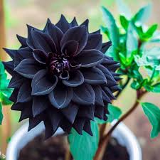 Black Dahlia Flower Seeds for Planting - Heirloom, Non-GMO, High Germination, Organic Garden Seeds