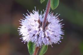 Pennyroyal Flower Seeds for Planting – Heirloom, Non-GMO, High Germination Organic Garden Seeds