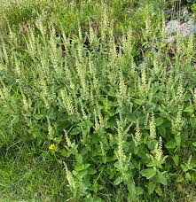 Sage Teucrium Scorodonia Flower Seeds for Planting – Bright Blooms, Heirloom, Non-GMO, High Germination