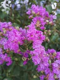 Myrtle Flower Seeds – Heirloom, Non-GMO, High Germination Organic Garden Seeds