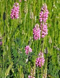 Pink Sainfoin Flower Seeds for Planting – Seasonal Bloomer, Heirloom, Non-GMO, High Germination Organic Garden Seeds