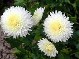 White Chrysanthemum Flower Seeds for Planting | Heirloom Non-GMO High Germination