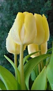 Green Yellow Tulip Flower Seeds for Planting – Pollinator Friendly, Heirloom, GMO Free Organic Garden Seeds
