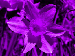 Daffodils Violet Flower Seeds for Planting – Heirloom, Non-GMO, High Germination Organic Garden Seeds