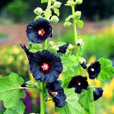 Hollyhock Flower Seeds for Planting – Heirloom, Non-GMO, High Germination Organic Garden Seeds