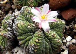 Heirloom Aztekium Flower Seeds for Planting – Non-GMO, High Germination Organic Garden Seeds