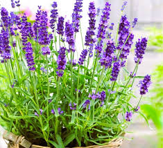 Lavender Blue Flower Seeds for Planting | Heirloom Non-GMO Organic Garden Seeds, High Germination