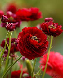 Deep Red Ranunculus Flower seeds for Planting - Seasonal Bloomer, Heirloom & GMO Free Seeds for Home Garden