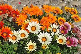 Heirloom Gazania Flower Seeds for Planting – Non-GMO, Pollinator Friendly Organic Garden Seeds