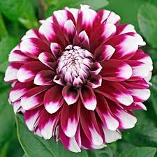 Mixed Two Color Dahlia Flower Seeds – Non-GMO, High Germination Heirloom Organic Garden Seeds