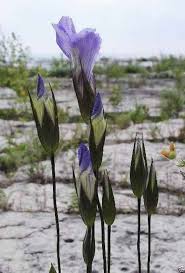 Gentiana Crinita Flower Seeds – Heirloom, Non-GMO, Pollinator-Friendly Organic Garden Seeds for Planting