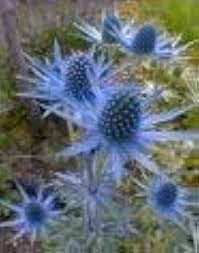 Sea Holly Flower Seeds for Planting – Heirloom, Non-GMO, High Germination Organic Garden Seeds