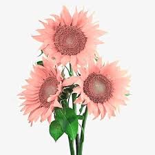 Pink Sunflower Flower Seeds for Planting – Heirloom Non-GMO High Germination Organic Garden Seeds