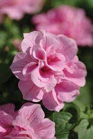 Flower Seeds, Seeds,Seeds For Planting,Plant Seeds