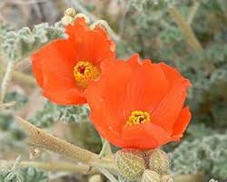 Globemallow Flower Seeds for Planting – Heirloom, Non-GMO, High Germination Organic Garden Seeds
