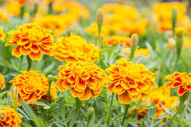 Heirloom French Marigold Flower Seeds for Planting – Non-GMO, High Germination Organic Garden Seeds