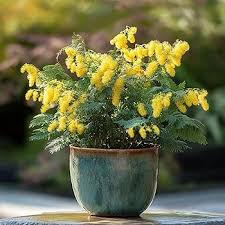 Dealbata Mimosa Flower Seeds for Planting – Perfect for Borders, Heirloom & Non-GMO Seeds