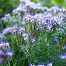 Phacelia Flower Seeds for Planting – Heirloom, Non-GMO, Vibrant Colors Organic Garden Seeds