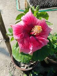 Giant Hibiscus Flower Seeds for Planting – Seasonal Bloomer, Heirloom, Non-GMO, High Germination