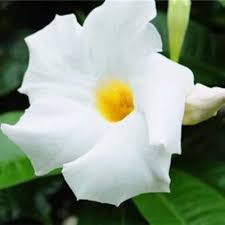 Flower Seeds, Seeds,Seeds For Planting,Plant Seeds