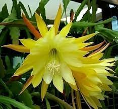 Yellow Epiphyllum Flower Seeds for Planting Heirloom Non-GMO High Germination Organic Garden Seeds