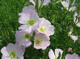Oenothera Speciosa Flower Seeds for Planting – Bright Blooms, Heirloom, Non-GMO, High Germination Garden Seeds