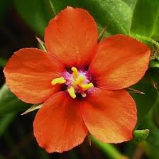 Pimpernel Anagallis Flower Seeds for Planting  - Cottage Garden Essential, Heirloom, Non-GMO, High Germination Organic Garden Seeds