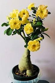 Yellow Adenium Obesum Flower Seeds – Heirloom, Non-GMO, High Germination Organic Garden Seeds