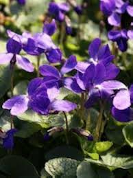 Viola Charlotte Flower Seeds for Planting – Heirloom, Non-GMO, Seasonal Bloomer Organic Garden Seeds
