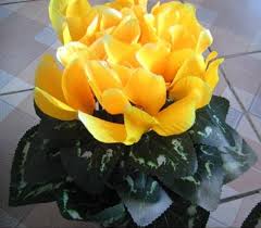 Yellow Cyclamen Flower Seeds for Planting – Fragrant Blossoms, Heirloom, Non-GMO Seeds for Home Garden