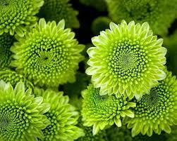 Green Chrysanthemum Flower Seeds for Planting – Heirloom, Non-GMO, High Germination Organic Garden Seeds