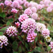 Polygonum Capitatum Flower Seeds for Planting – Heirloom, Non-GMO, High Germination Organic Garden Seeds