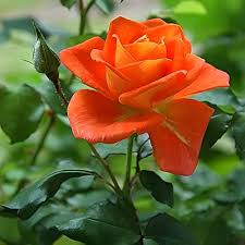 Orange White Rose Flower Seeds for Planting – Heirloom, Non-GMO, Long Bloom Season, High Germination