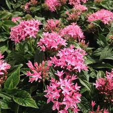 Pink Pentas Flower Seeds for Planting – Compact Growth, Heirloom, Non- –  Earthechoseeds