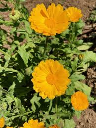 Resina Calendula Flower Seeds for Planting – Heirloom, Non-GMO, High Germination Organic Garden Seeds