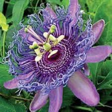 Purple Passionflower Flower Seeds for Planting – Heirloom, Non-GMO, Compact Growth Organic Garden Seeds