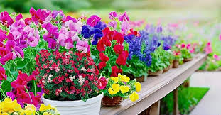 Heirloom Sweet Pea Jilly Flower Seeds for Planting – Compact Growth, Non-GMO, High Germination Organic Garden Seeds