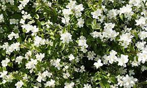 Heirloom Philadelphus Lewisii Flower Seeds for Planting | Non-GMO, High Germination, Organic Garden Seeds