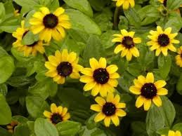 Yellow Creeping Zinnia Flower Seeds for Planting – Long Bloom Season, Heirloom, Non-GMO, High Germination